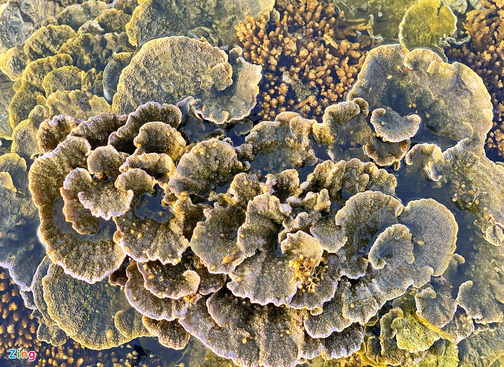 unique open air coral forest on the middle coast of vietnam